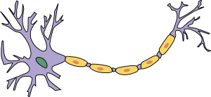 brain neuron